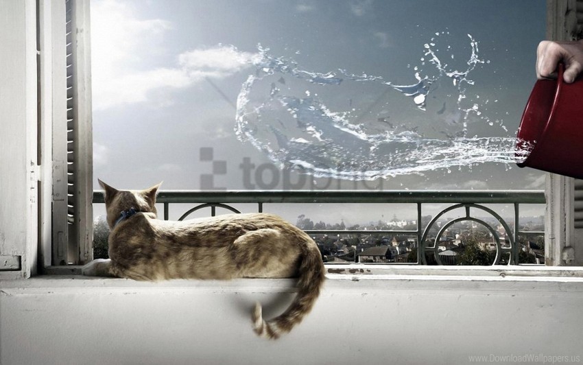 bucket cat lying situation splash water windowsill wallpaper PNG transparent pictures for projects