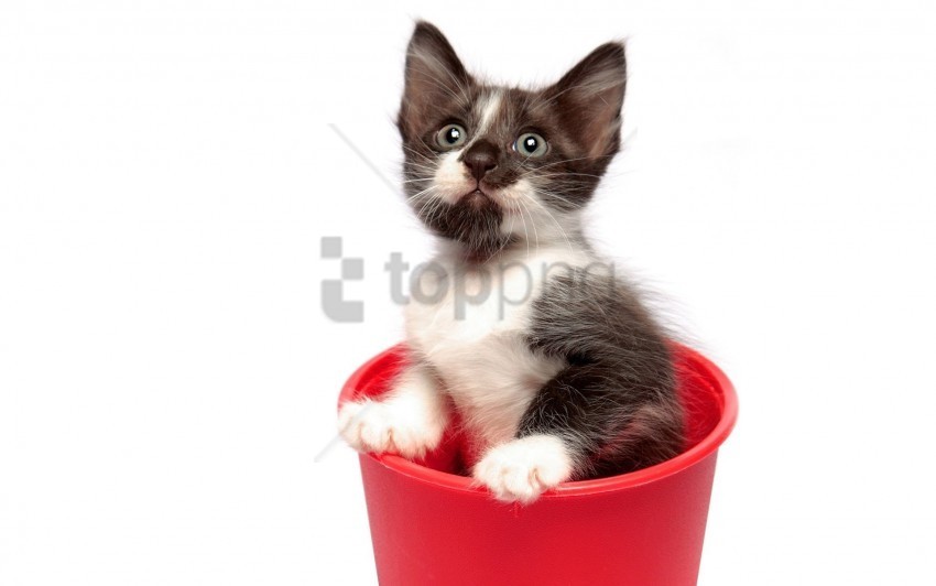 bucket curious kitten playful spotted wallpaper Transparent Cutout PNG Graphic Isolation