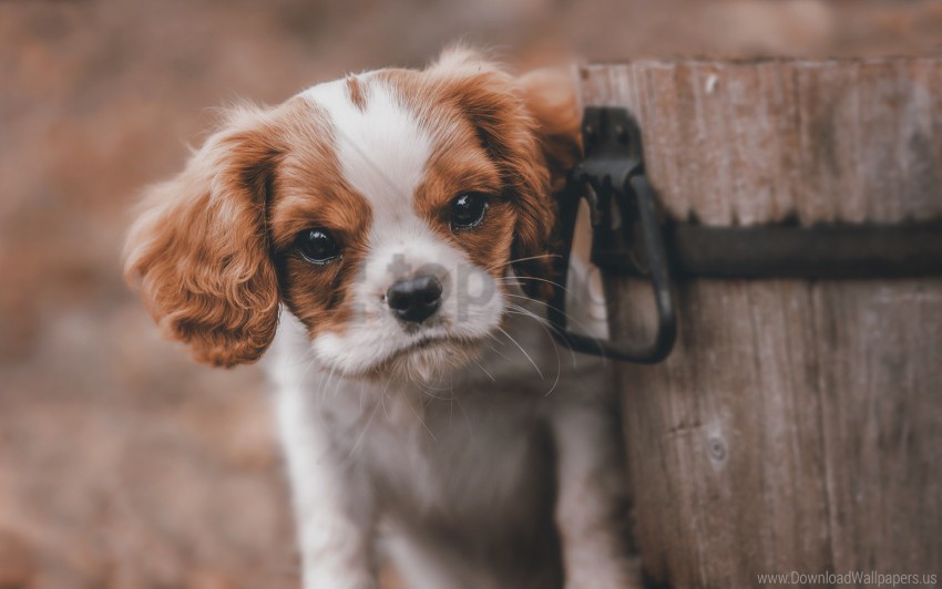 bucket dog look puppy wallpaper PNG transparent elements package