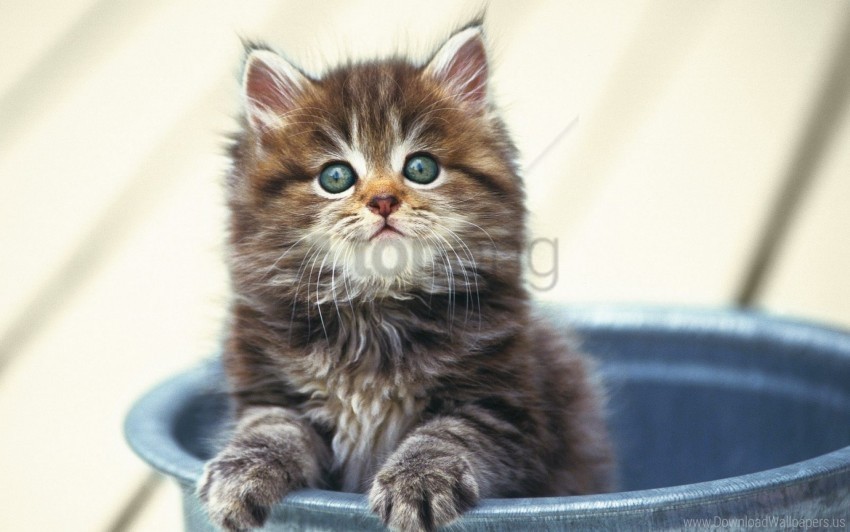 bucket fluffy kitten sitting snout wallpaper PNG images with clear alpha channel broad assortment