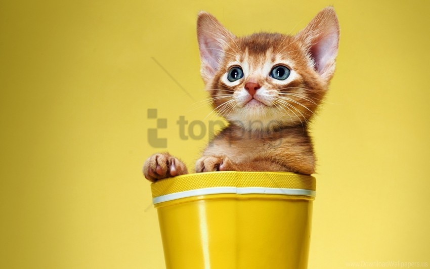 bucket kitten look wallpaper PNG for Photoshop
