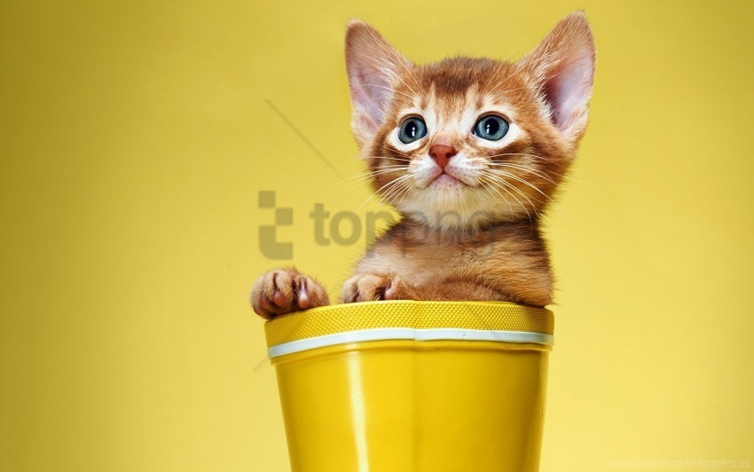 Bucket Kitten Look Wallpaper PNG For Photoshop