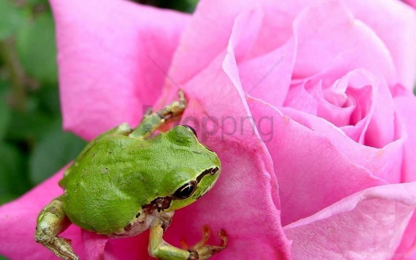 bud frog petals rose wallpaper High-resolution transparent PNG images