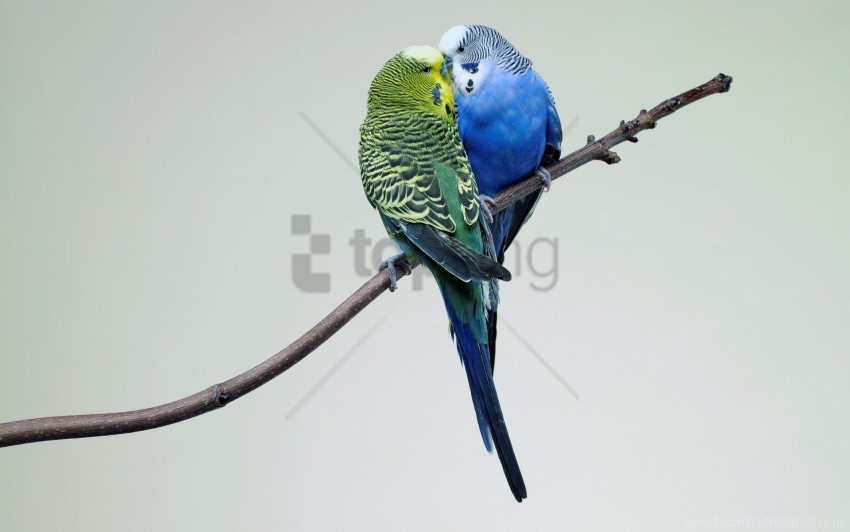 Budgies Kissing Wallpaper Transparent Background Isolated PNG Item