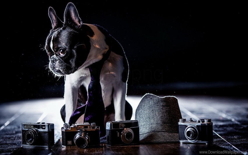 bulldog cameras costume dog shadow tie wallpaper PNG for online use