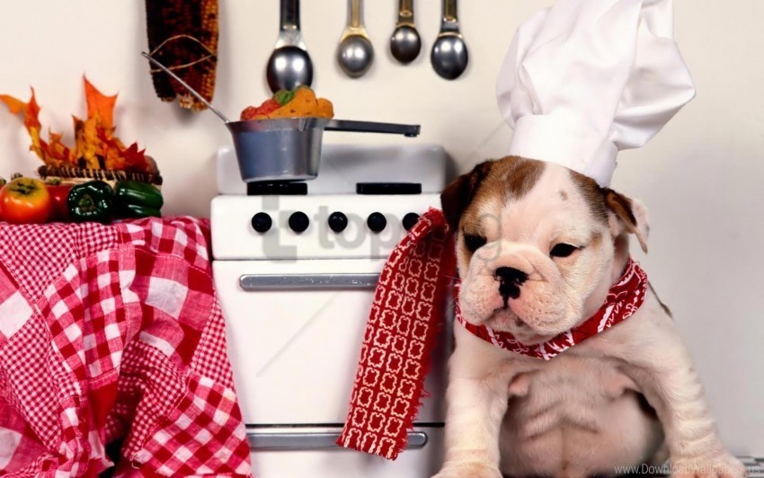 bulldog chef dog food hat kitchen plate wallpaper Free download PNG images with alpha transparency