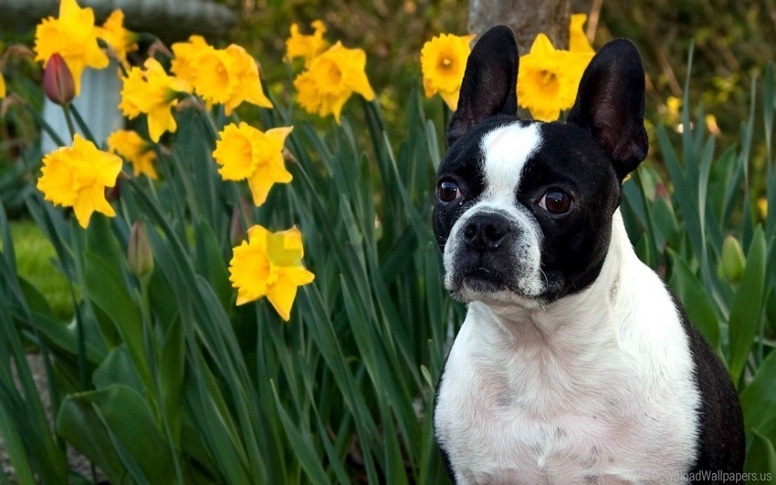 bulldog daffodils dog flowers muzzle wallpaper Clear PNG pictures assortment