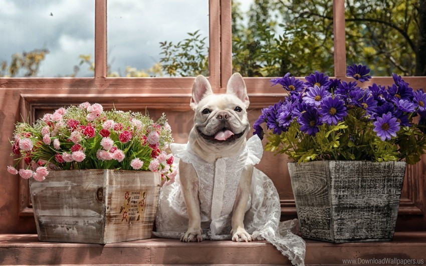 bulldog dog dress eyes flowers tongue wallpaper PNG images with no fees