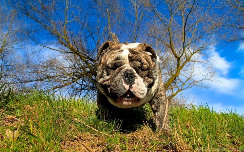bulldog dog eyes grass wallpaper Clear Background PNG Isolated Design