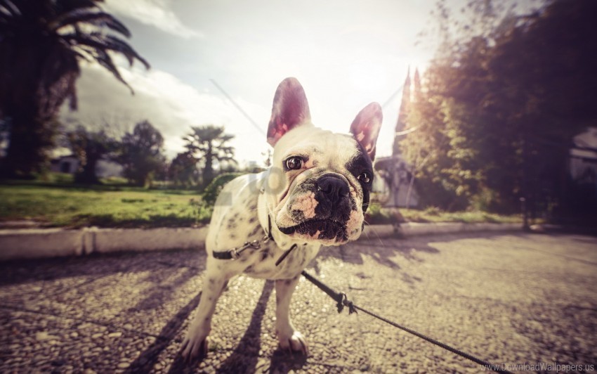 bulldog dog eyes leash muzzle wallpaper Transparent PNG images set