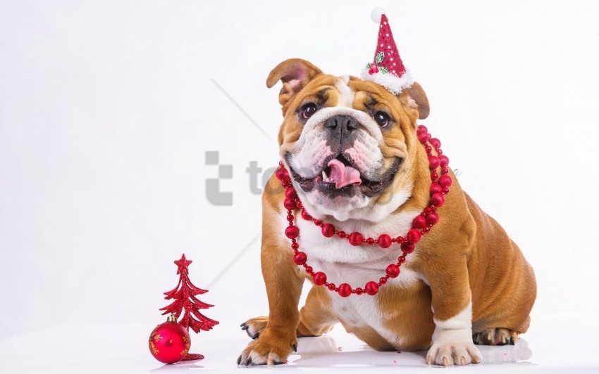 bulldog dog face outfit thick wallpaper PNG images with high-quality resolution