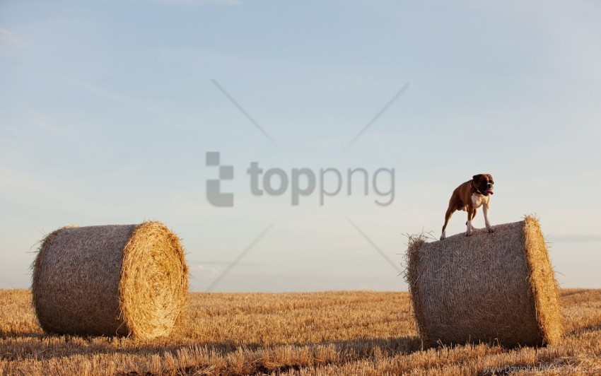 bulldog dog field grass hay sheaves wallpaper PNG files with no background wide assortment