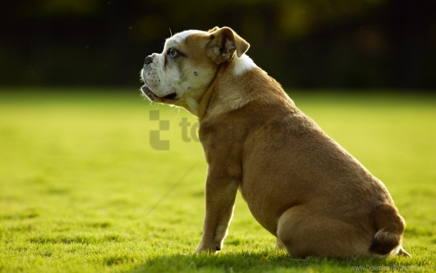 Bulldog Dog Grass Sit Wallpaper Isolated Object In HighQuality Transparent PNG