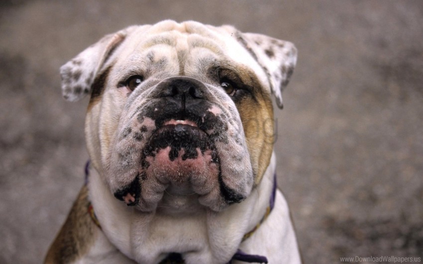 Bulldog Dog Muzzle Old White Wallpaper Isolated Artwork On Clear Background PNG