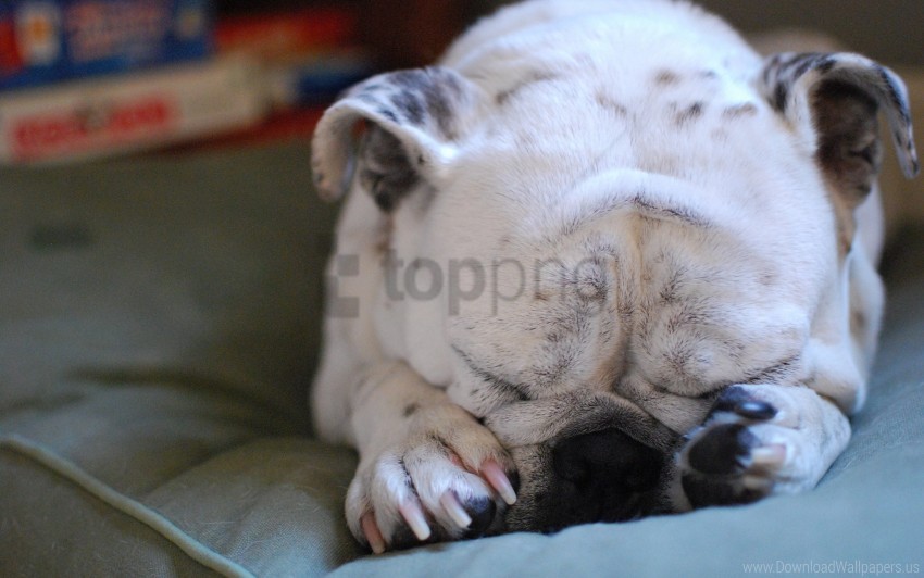 bulldog dog paws sleeping snout wallpaper Isolated Item on HighResolution Transparent PNG