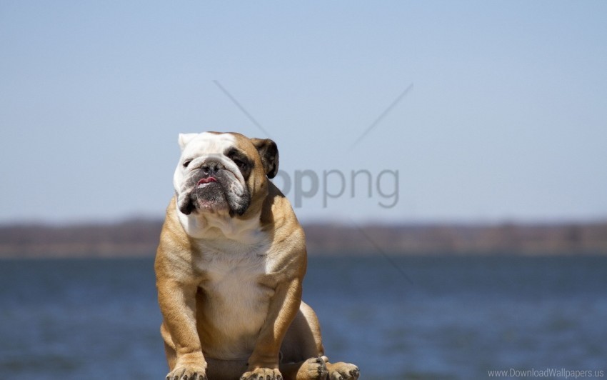 Bulldog Dog Sit Sky Wallpaper PNG Files With Clear Background Bulk Download