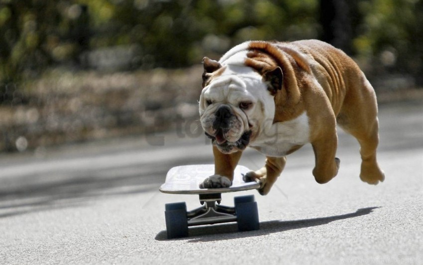 bulldog dog skate wallpaper PNG Image with Transparent Isolated Graphic