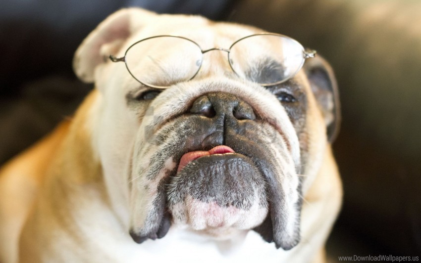 bulldog dogs face glasses thick wallpaper PNG for mobile apps