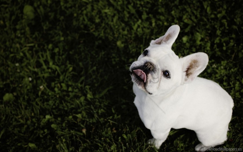 bulldog french bulldog grass wallpaper PNG high quality