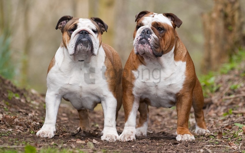 bulldogs couple dogs leaves thick wallpaper Isolated Character on Transparent Background PNG