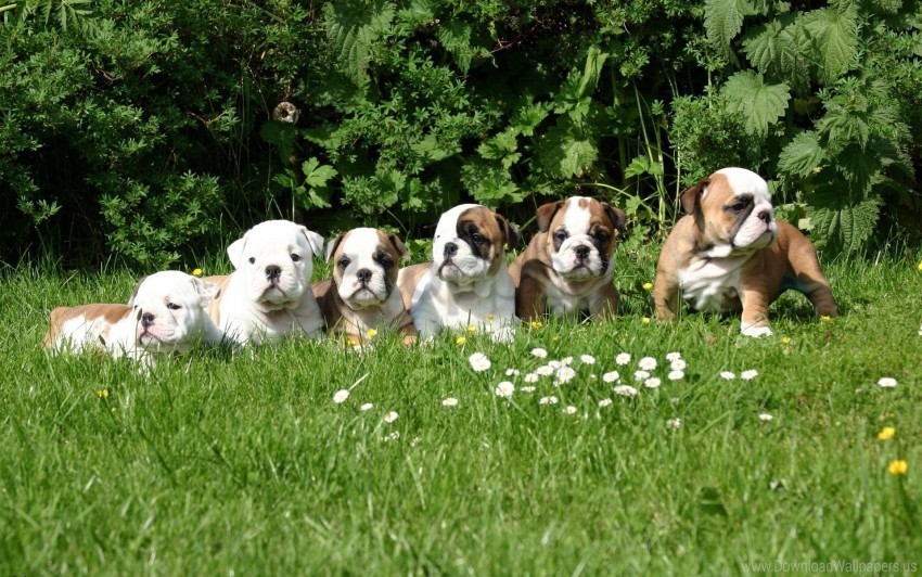 bulldogs dogs grass set wallpaper Transparent PNG Isolated Element