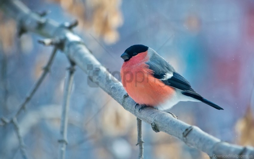 bullfinch winter wallpaper PNG images for banners