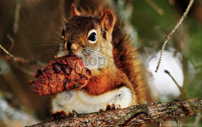 bump food nut squirrel wallpaper Isolated Icon with Clear Background PNG