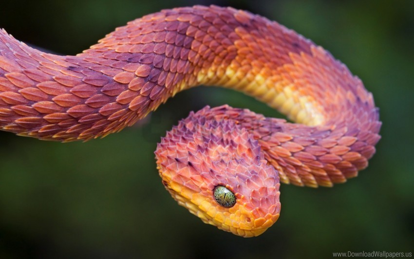 Bush Viper Wallpaper PNG With Clear Overlay