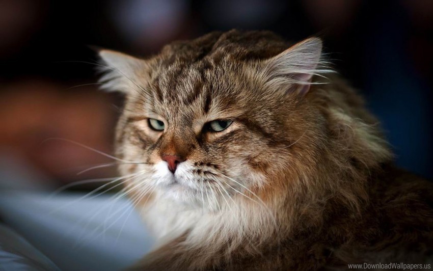 bushy cat dissatisfied face wallpaper High-resolution transparent PNG files
