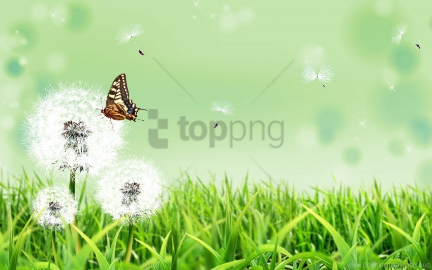 butterfly dandelions grass nature wallpaper PNG images for merchandise