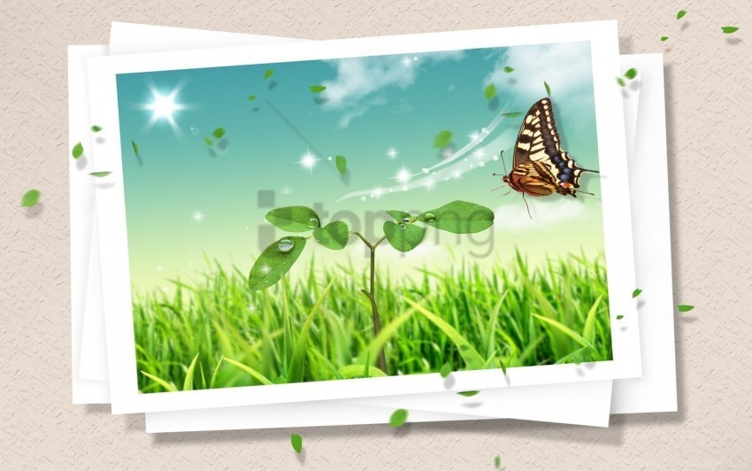 Butterfly Design Photography Wallpaper PNG Image Isolated With High Clarity
