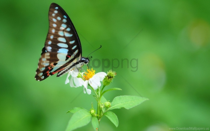 Butterfly Flower Pattern Wings Wallpaper PNG With Transparent Bg