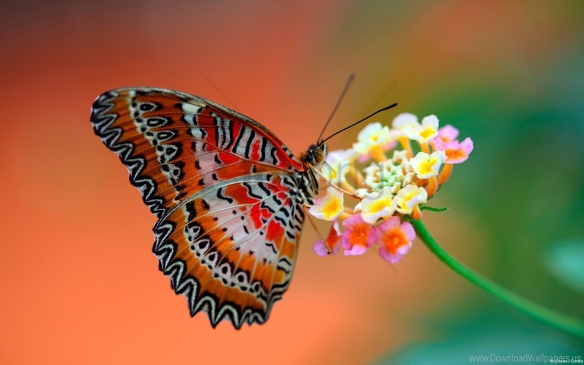 Butterfly Flower Wallpaper PNG With No Background Required