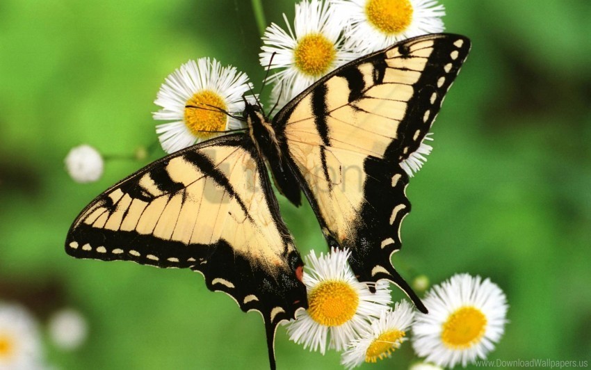 butterfly swallowtail tiger wallpaper Clear Background PNG Isolated Graphic