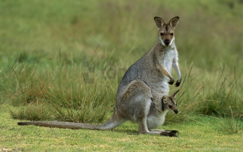 calf field grass kangaroo wallpaper Transparent PNG images extensive gallery