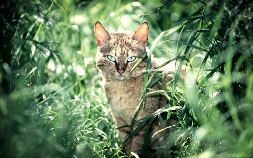 calm cat grass sit wallpaper PNG free download transparent background