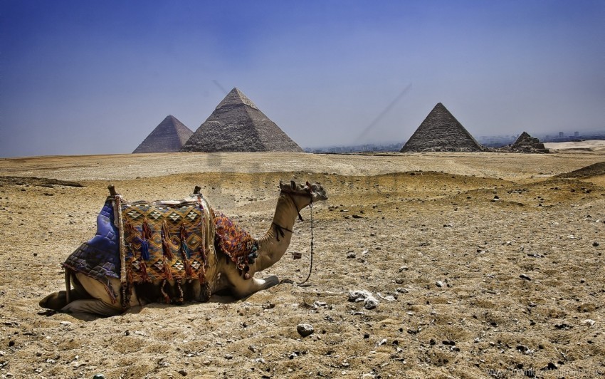 Camel Egypt Pyramids Wallpaper HighResolution PNG Isolated Artwork