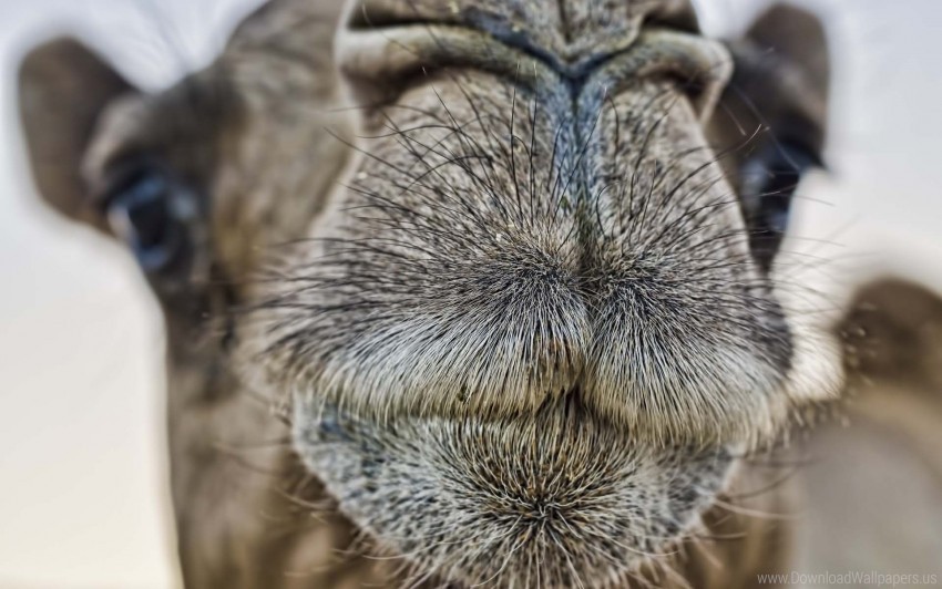 camel face nose wallpaper Isolated Subject with Clear Transparent PNG