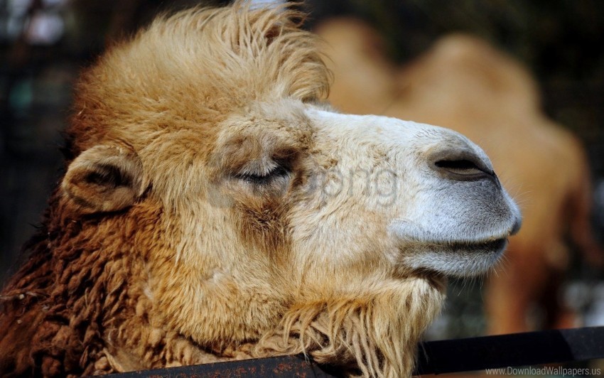 camel hair head wallpaper Transparent PNG Isolated Item with Detail