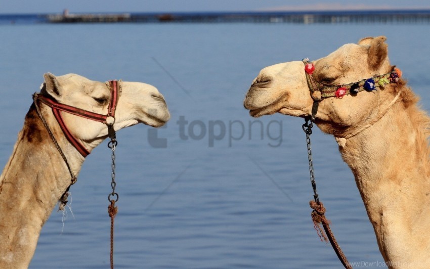 Camels Couple Team Water Wallpaper PNG Files With Transparent Backdrop Complete Bundle