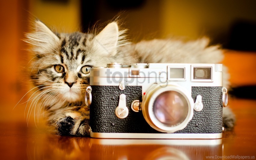 camera fluffy kitten playful wallpaper Clear PNG