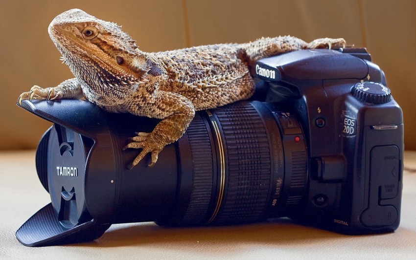 camera lens lizard monitor lizards wallpaper Isolated Illustration with Clear Background PNG
