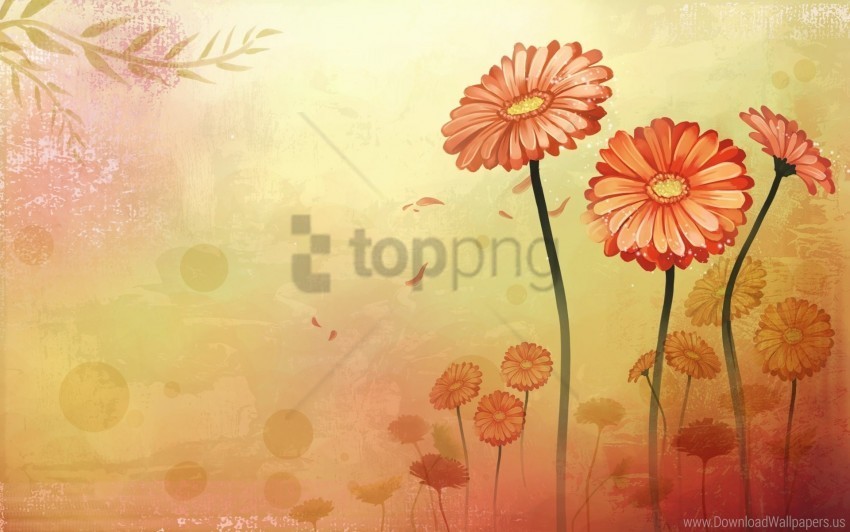 camomile flowers stalk vector wallpaper Isolated Graphic on HighQuality PNG