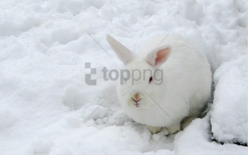 camouflage hare snow winter wallpaper PNG transparent designs for projects