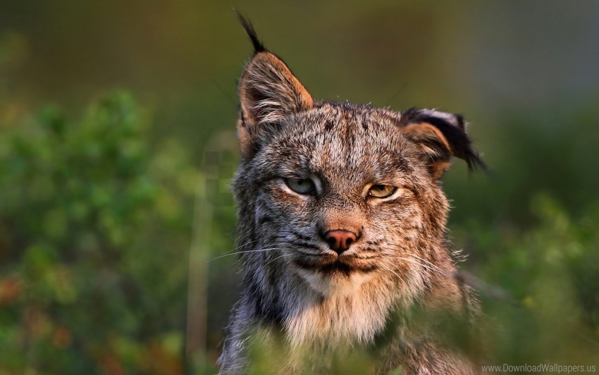 Canadian Lynx Cat Face Family Wallpaper PNG Art