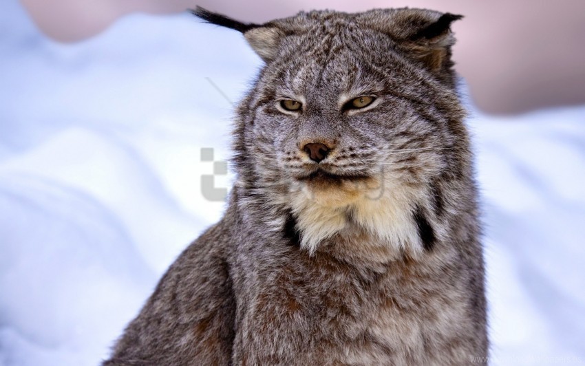 Canadian Lynx Muzzle Snow Wallpaper Transparent PNG Images Database