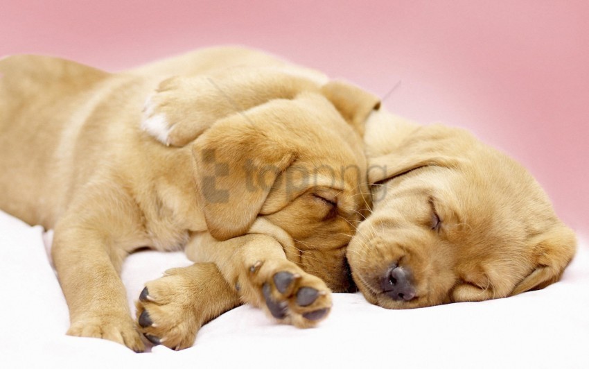 canine cuddles wallpaper Isolated PNG Graphic with Transparency