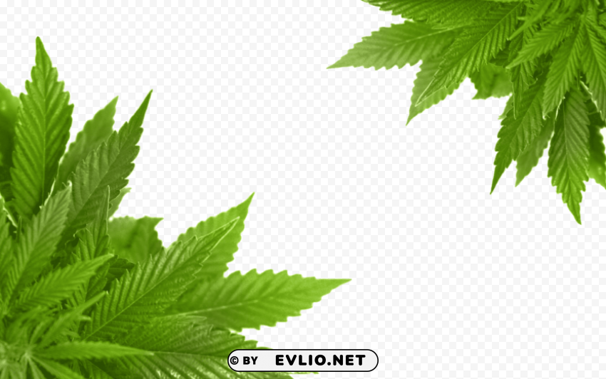 cannabis PNG for online use