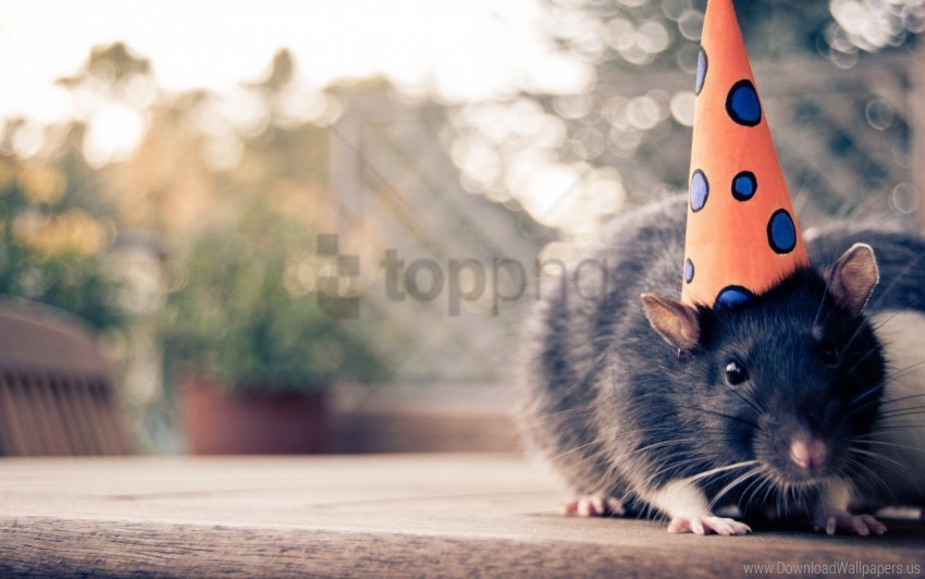 cap hat mouse rodent wallpaper Transparent Cutout PNG Graphic Isolation