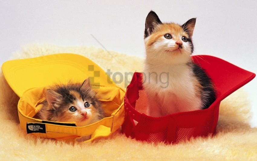 cap kittens lie wallpaper Transparent PNG images extensive gallery